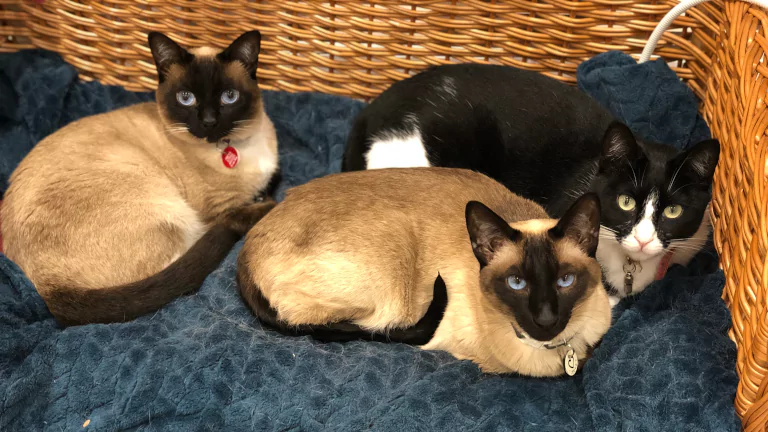 Pet Care Cat Feeding
