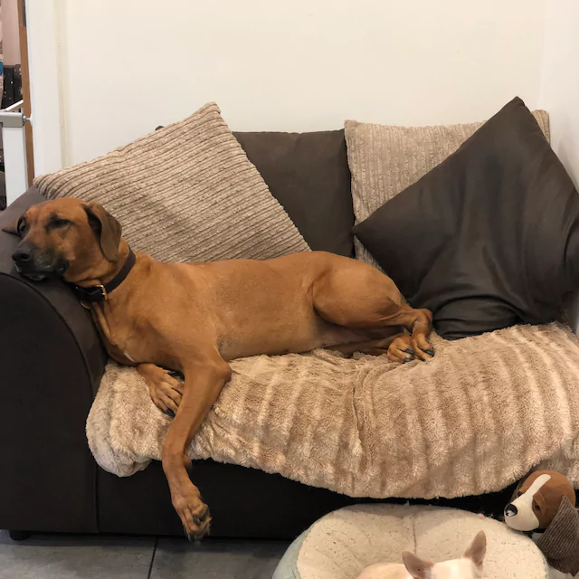 Pet Care Dog Boarding