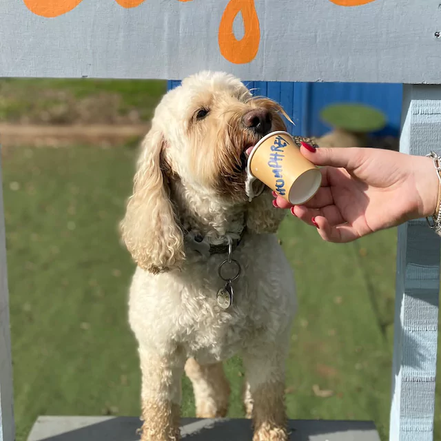 About Pet Care From Activepetz