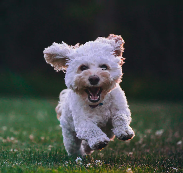ActivePetz Services Information